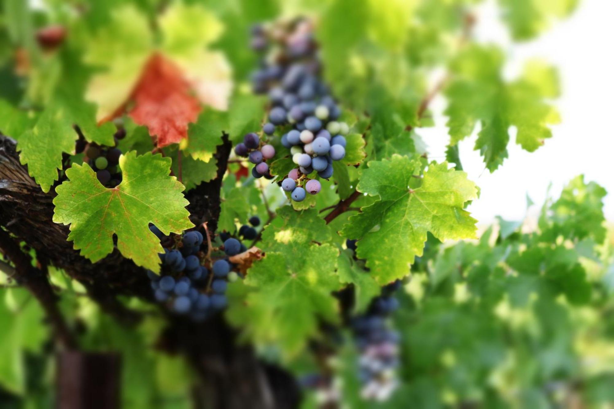 Churon Inn Winery เทเมคิวลา ภายนอก รูปภาพ